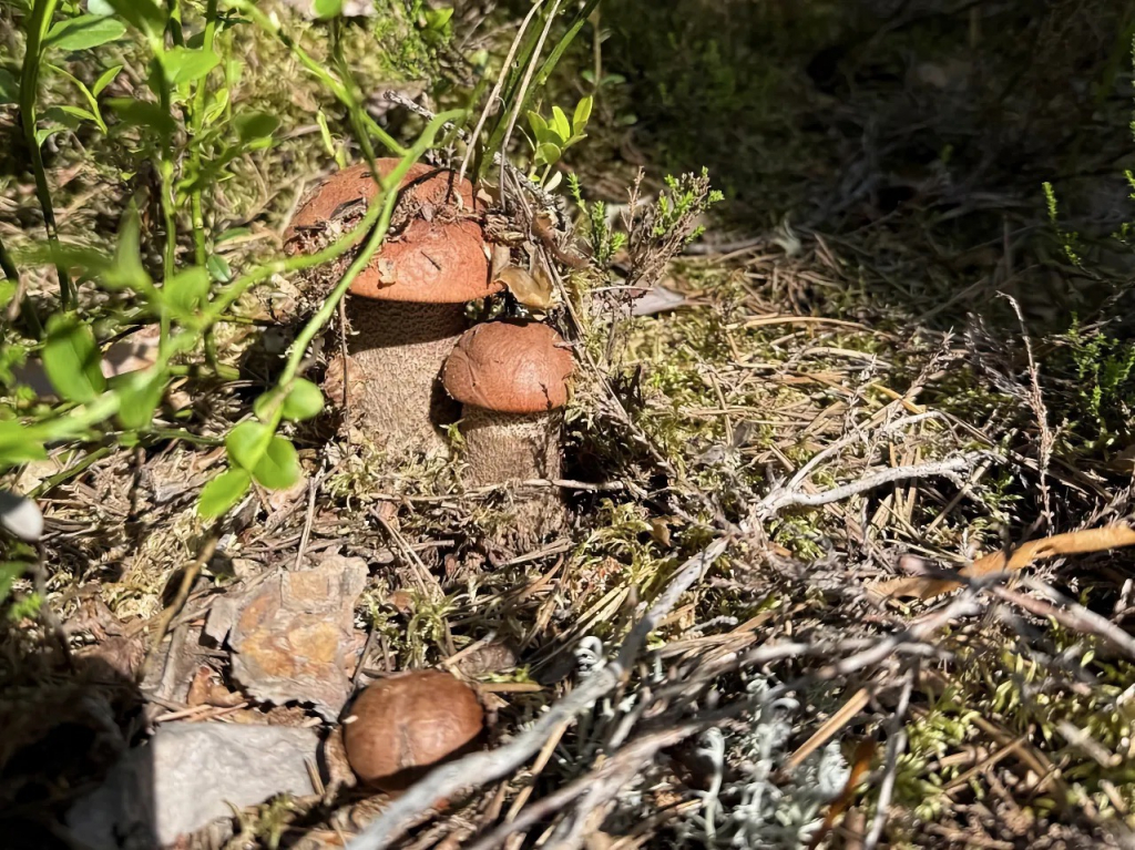 karelia-medvezhka-grib4.jpeg karelia-medvezhka-grib4.jpeg