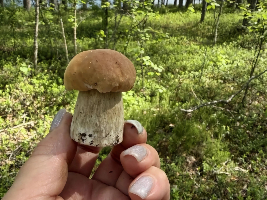 karelia-medvezhka-grib1.jpeg karelia-medvezhka-grib1.jpeg